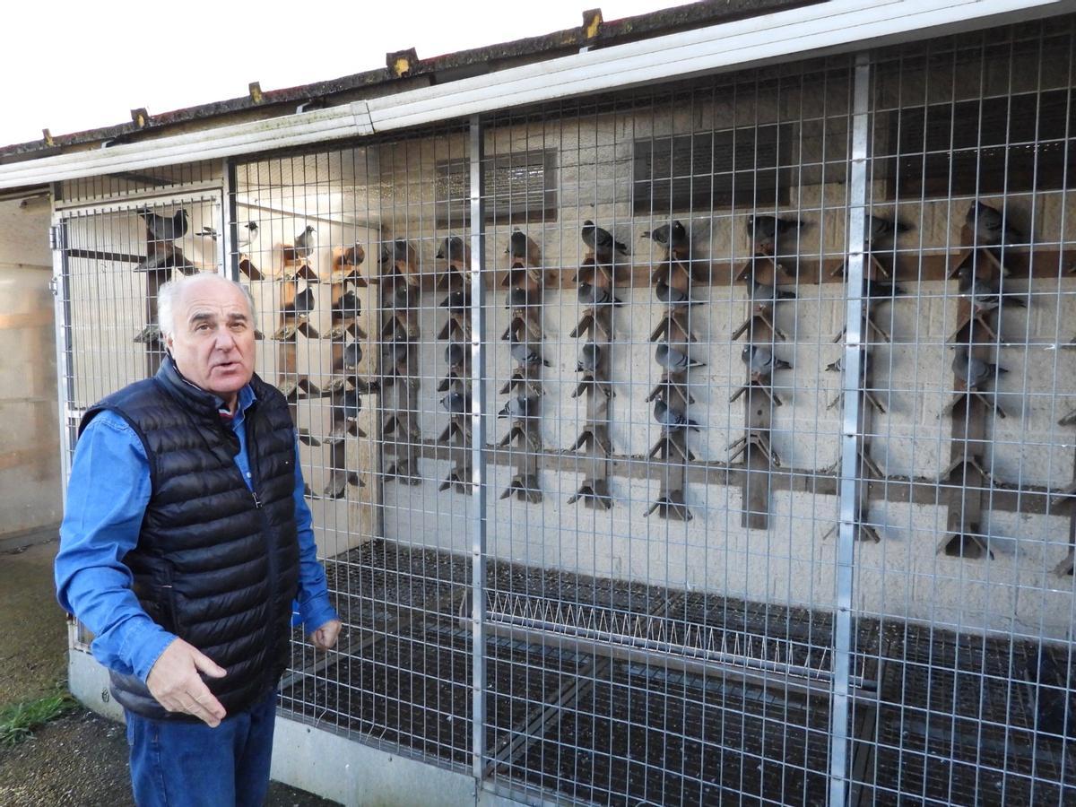 El compostelano de las mil palomas mensajeras: "Solté una en Barcelona y regresó a Santiago"