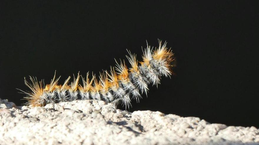 La plaga de procesionaria llega en pleno invierno por el cambio climático: &quot;La situación es alarmante&quot;