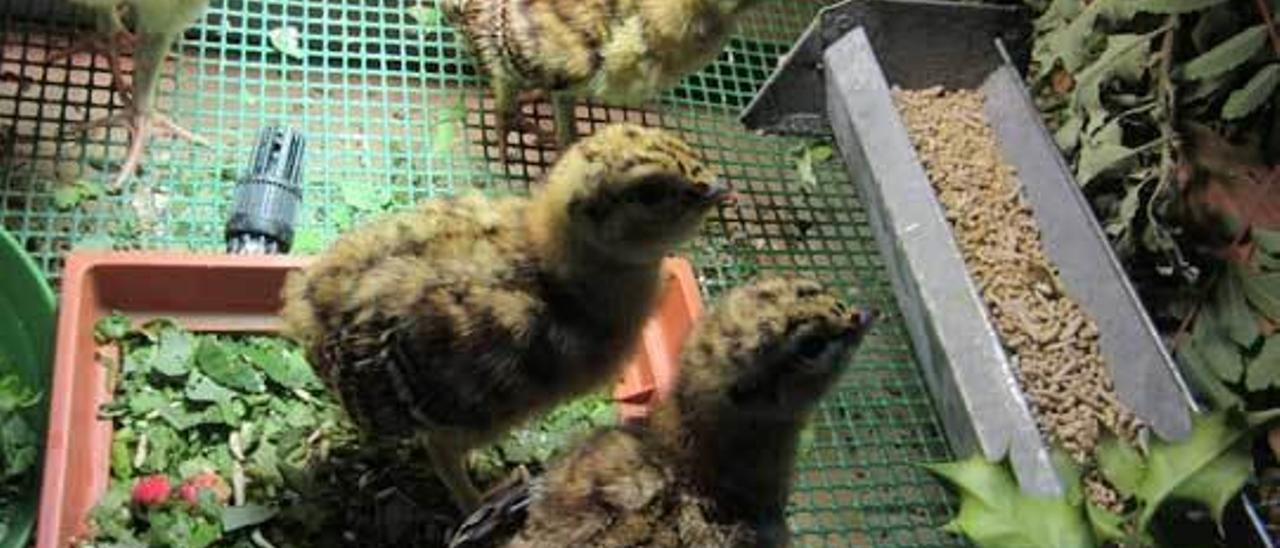 Los pollos de urogallo nacidos en el centro de cría de Redes.