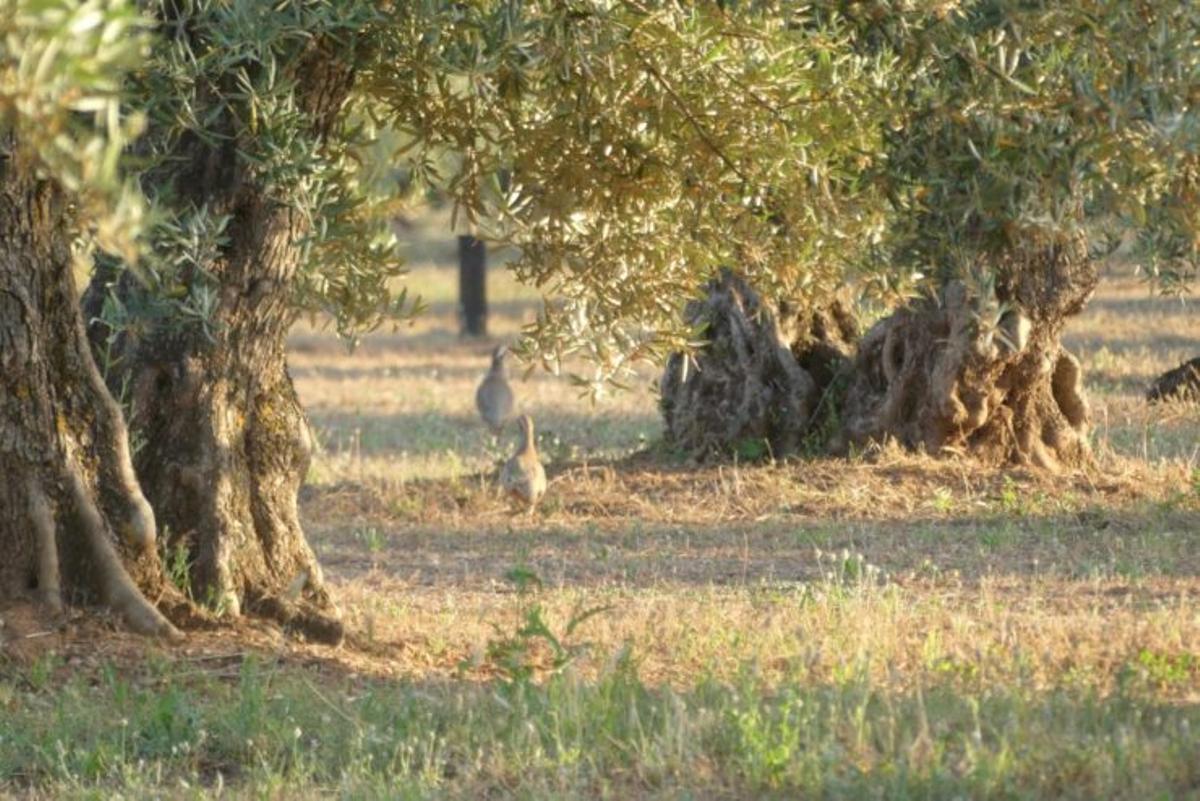 Los olivares españoles, amenazados por la sequía