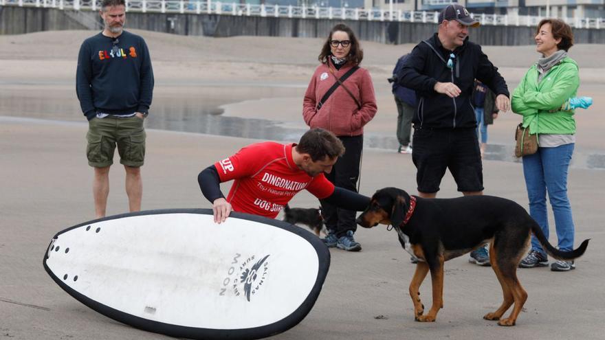 Un momento del último Campeonato de Europa de surf para perros. | María Fuentes