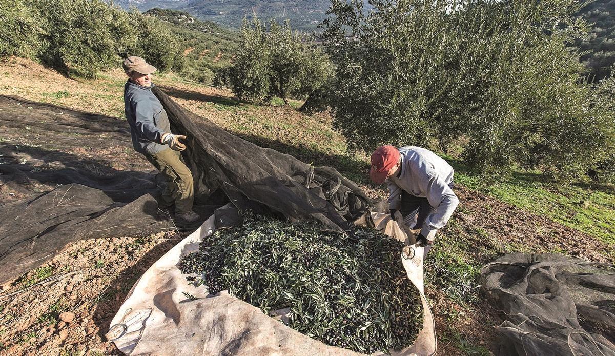 El olivar continúa siendo el motor económico de la provincia de Córdoba y el cultivo que recibe más ayudas de la PAC.