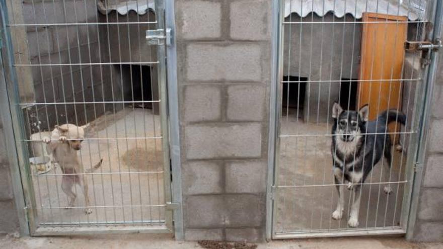 Crece el número de perros abandonados en la ciudad por la crisis económica  - La Opinión de Zamora