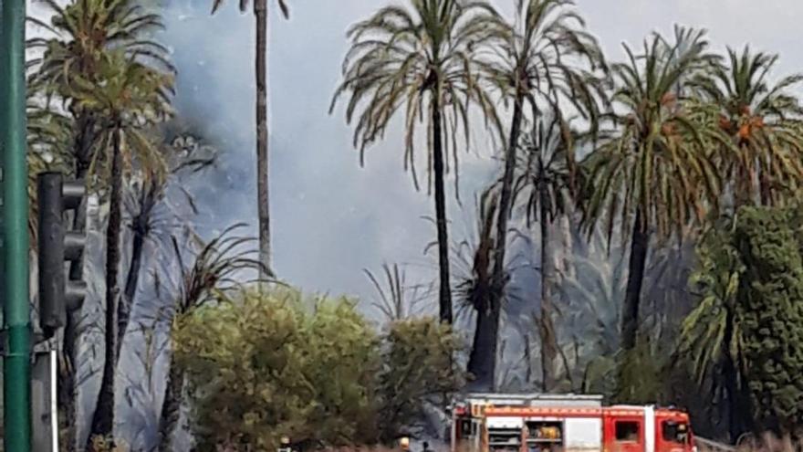 Quejas por el estado del palmeral