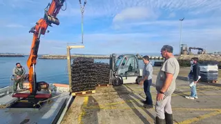 Arousa ingresa más de 100 millones de euros al producir casi el 70% del mejillón gallego