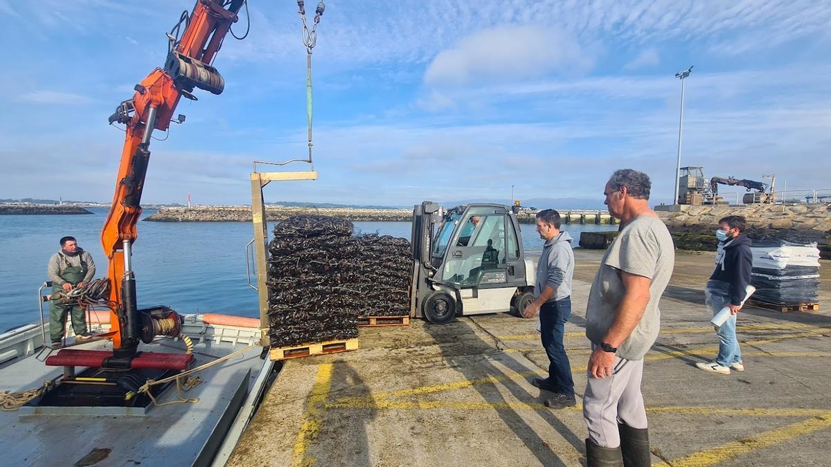 Las descargas de mejillón no descansan ni en Semana Santa