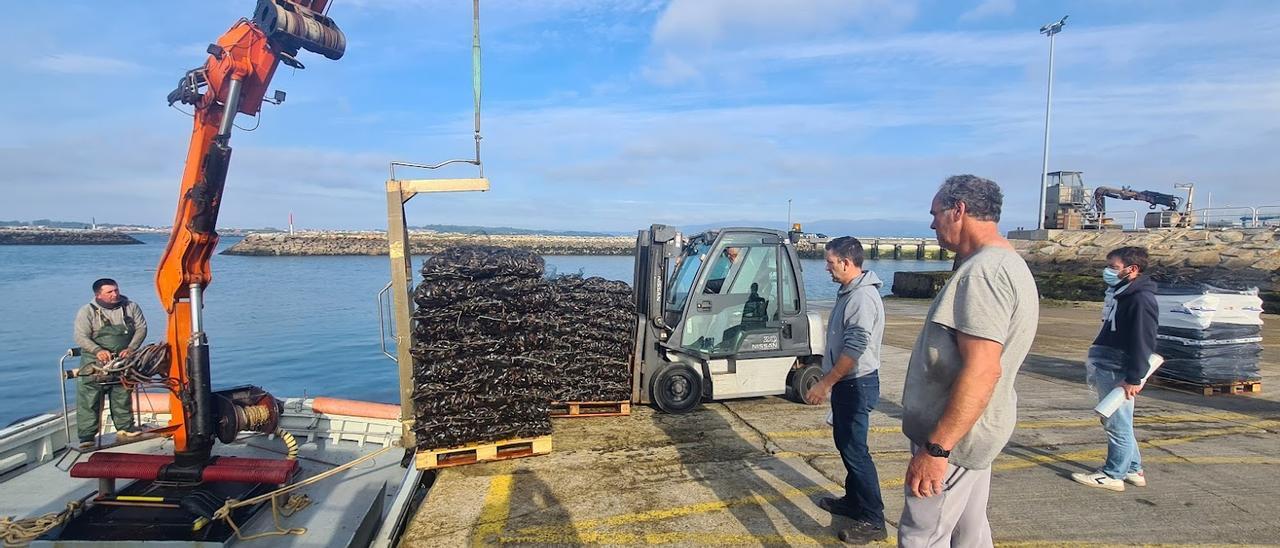 Las descargas de mejillón no descansan ni en Semana Santa