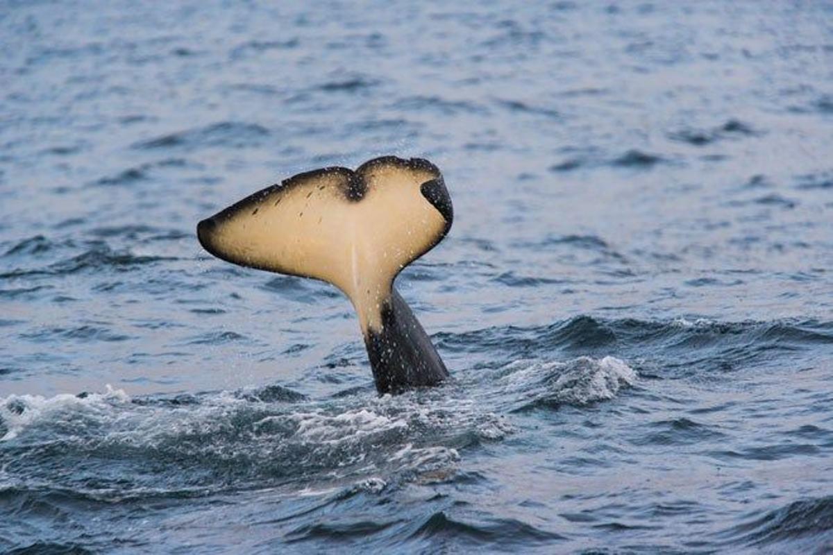 Orcas Lofoten