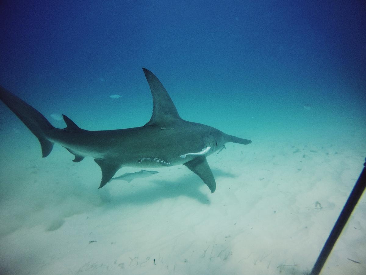 Tiburón martillo o cornuda