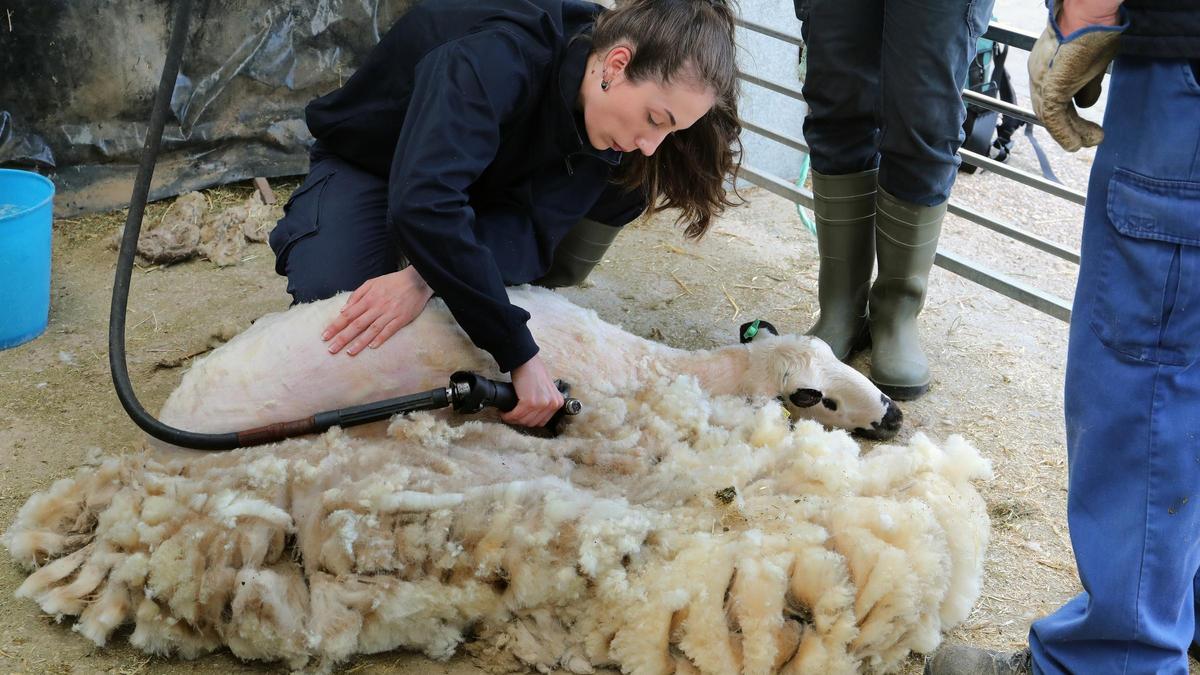 El Centro de Formación Agraria Viñalta, desarrolla unas jornadas sobre esquileo de ovino para los alumnos