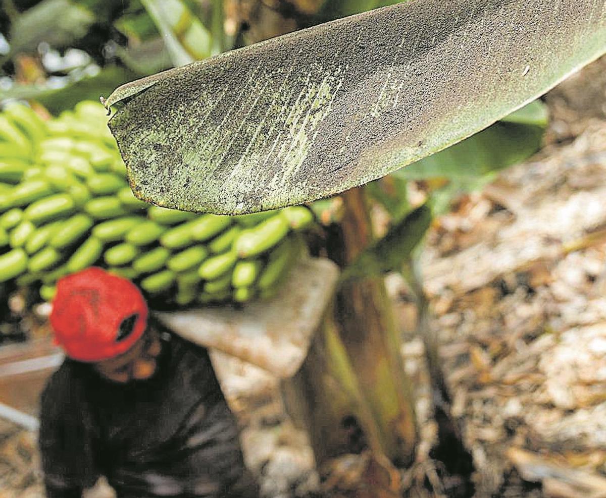 Una platanera llena de ceniza en La Palma, mientras un agricultor recoge una piña de plátanos.