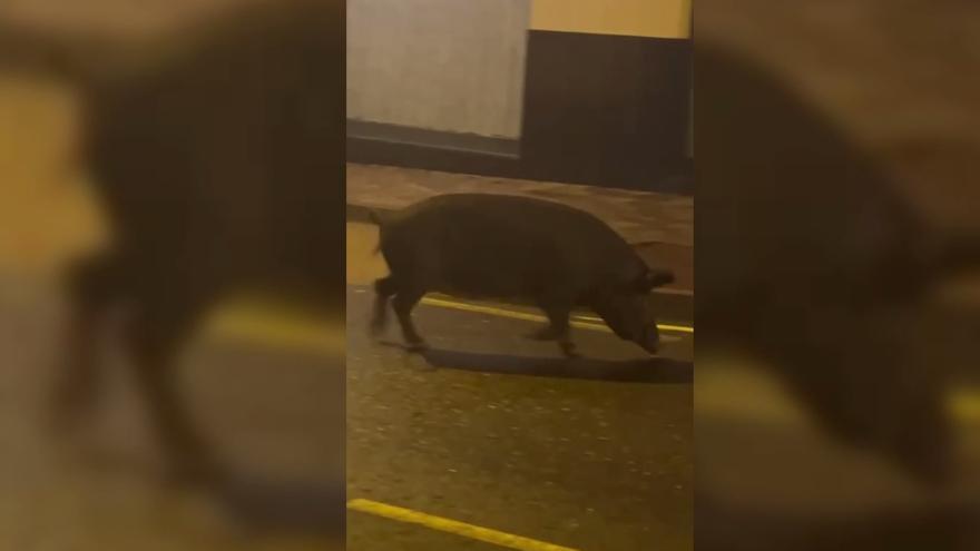 El paseo nocturno de un cochino por una calle en Canarias