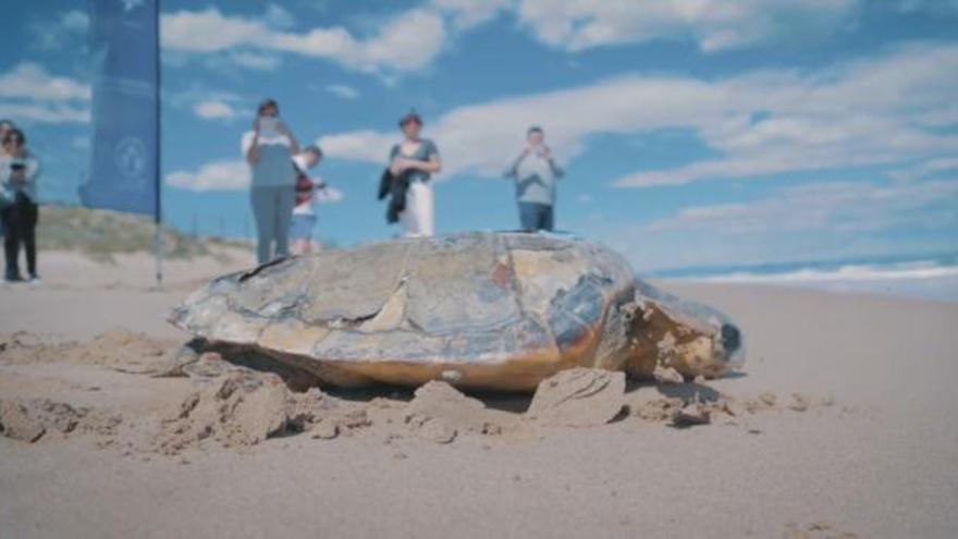 'Alerta tortuga', una iniciativa para concienciar sobre la biodiversidad