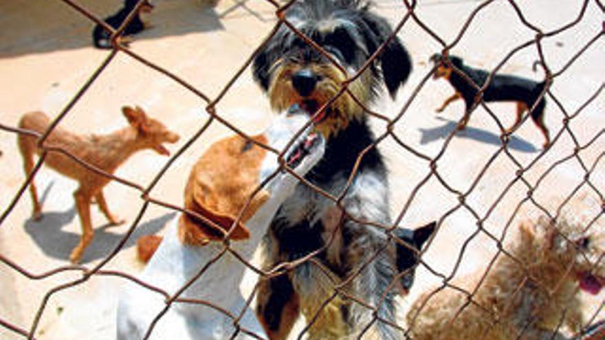 Cientos de perros y gatos se encuentran actualmente en los centros de acogida de la isla.