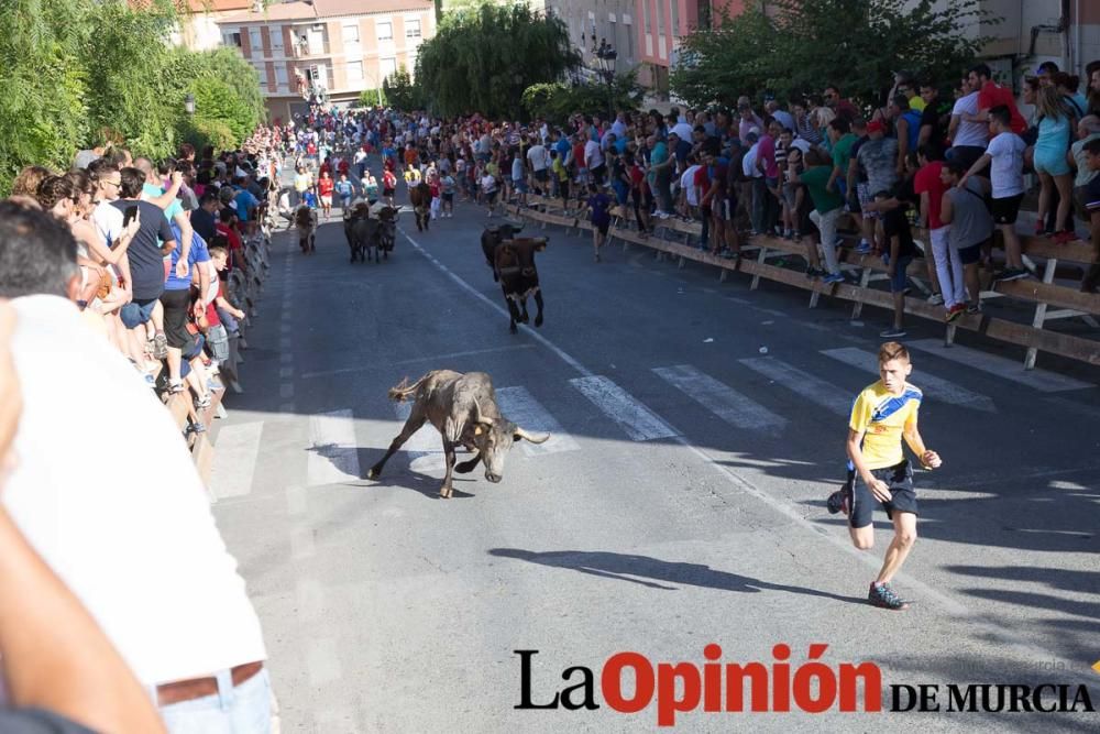 Última suelta de vacas en Moratalla