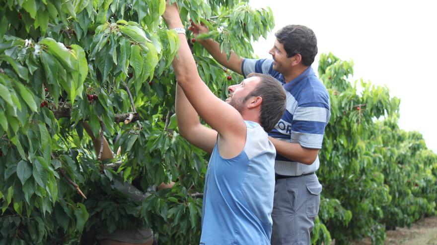 Aragón termina la campaña de fruta de hueso con una pérdida del 70% en la producción