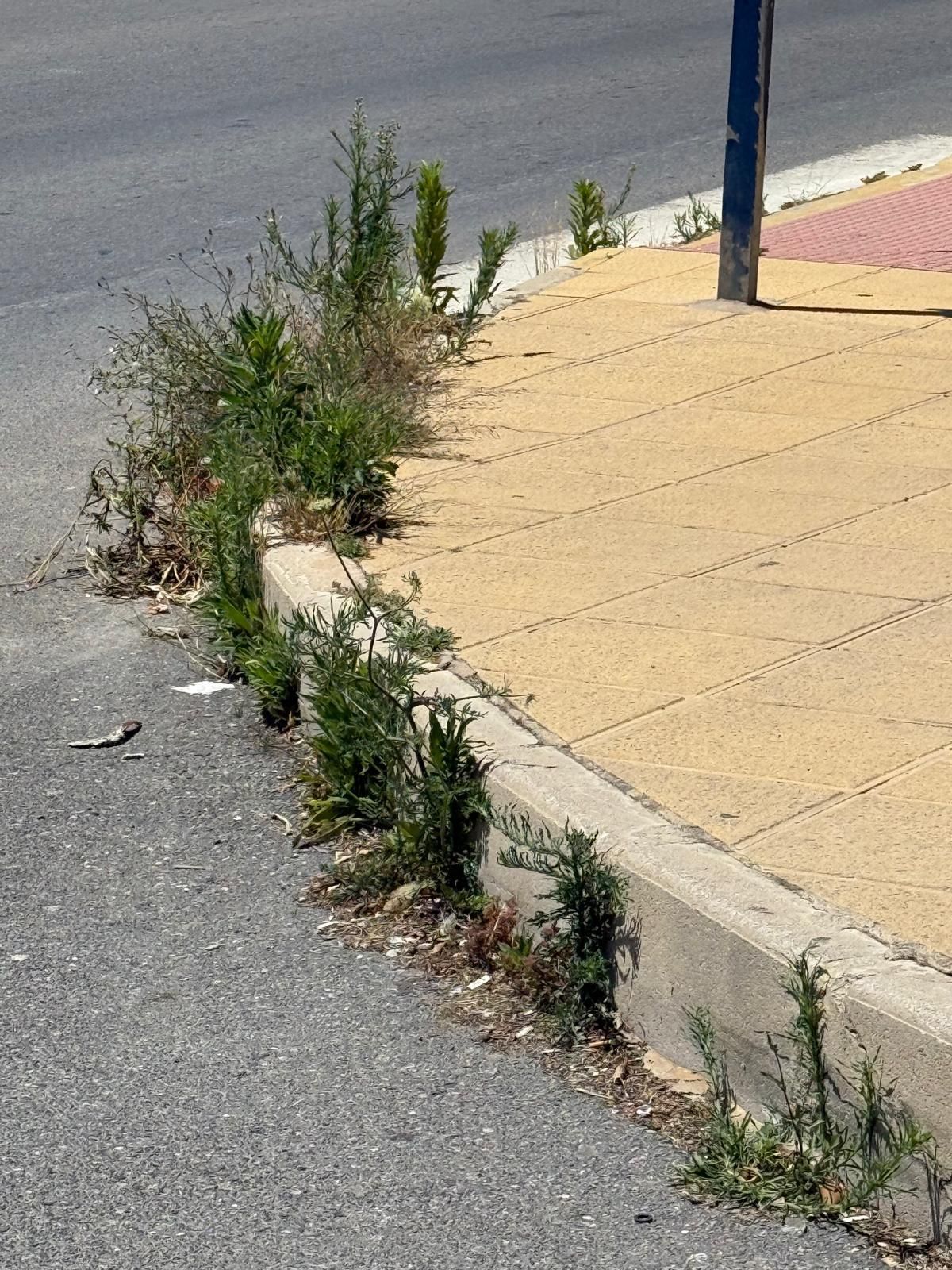 Una jungla sobre el asfalto de Orihuela Costa