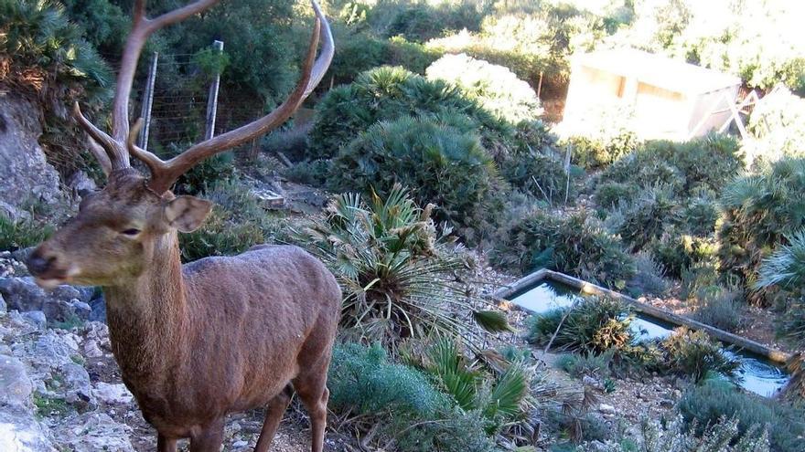 Alzira introducirá cabras y ovejas para prevenir incendios en la Casella