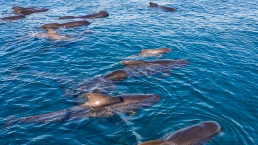 L&#039;associació Noa18nusos va detectar fa uns dies desenes d&#039;exemplars de caps d&#039;olla a la Costa Brava