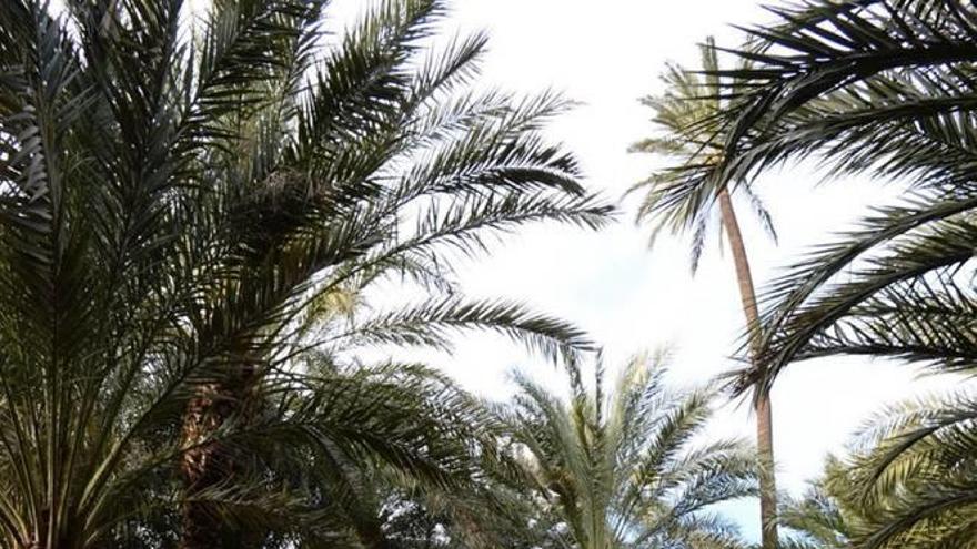 Las palmeras unen Murcia y África