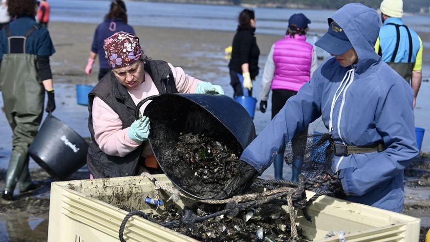 Dos mariscadoras vuelcan mejillón recogido en Lourizán en un contenedor.