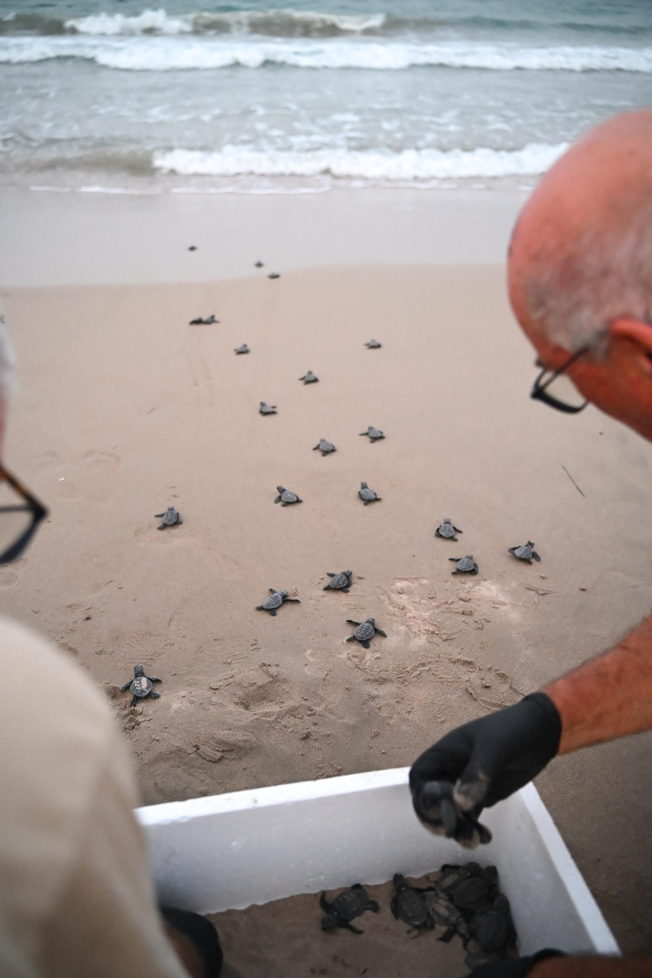 Gran expectación en Arenales del Sol por la suelta de 57 tortugas bobas recién nacidas