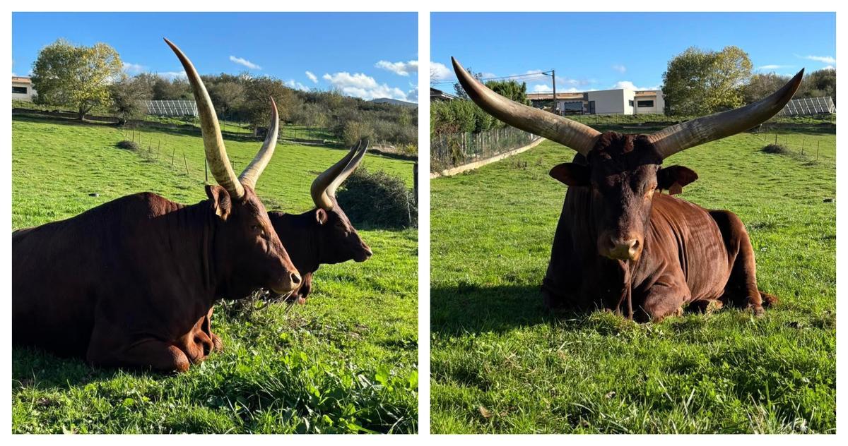 Las dos hembras y el macho, en una imagen actual.