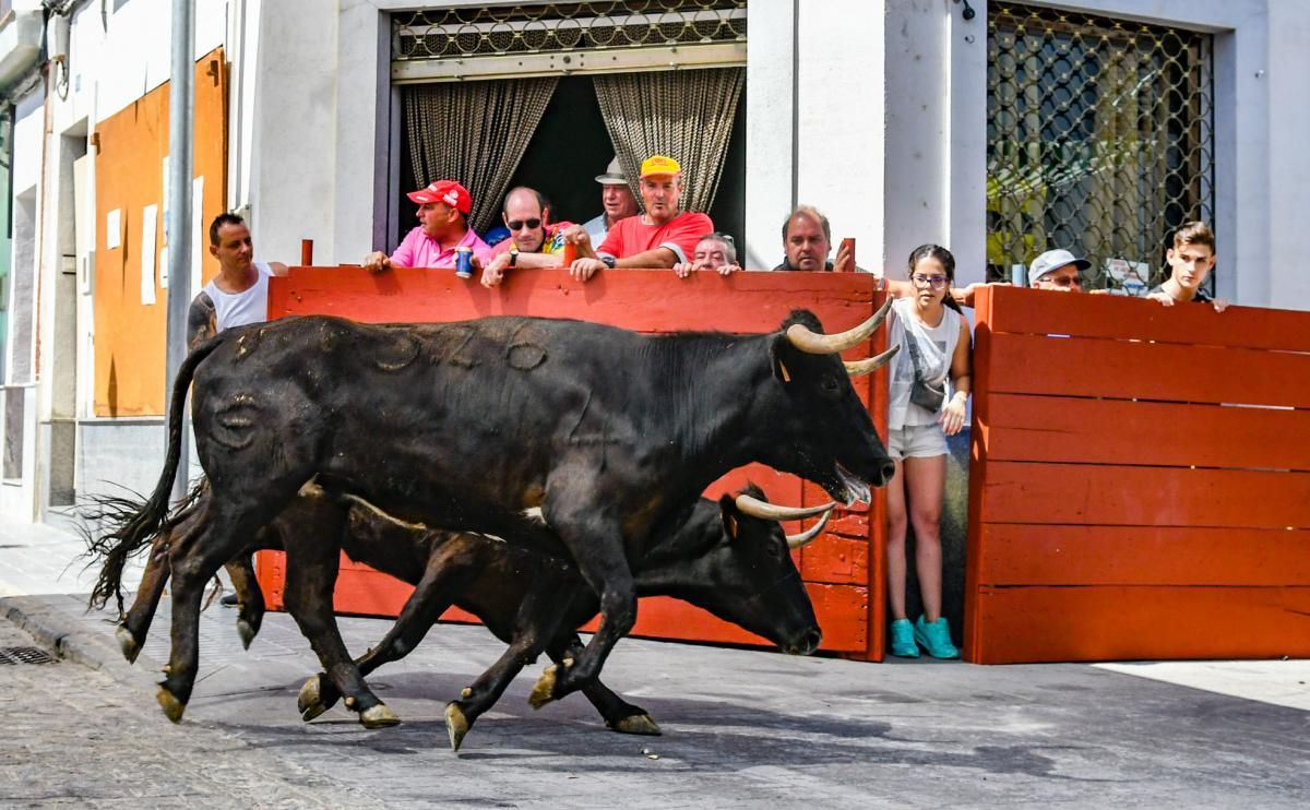 Encierro de las vaquillas de El Viso