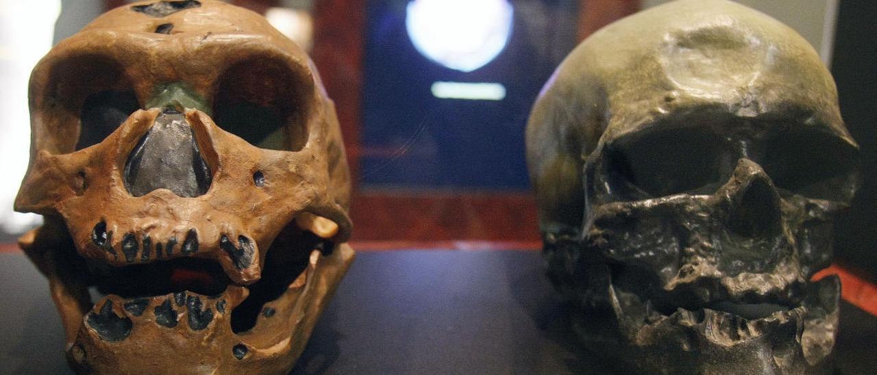 Una investigación en la que participa la Universidad de Oviedo desvela que los neandertales usaban las cabezas de los animales que cazaban como trofeos