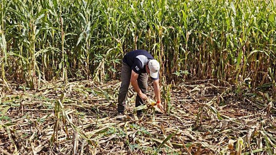 Juan Gasol en medio de una gran mancha con la plantas de maíz tiradas por el jabalí.