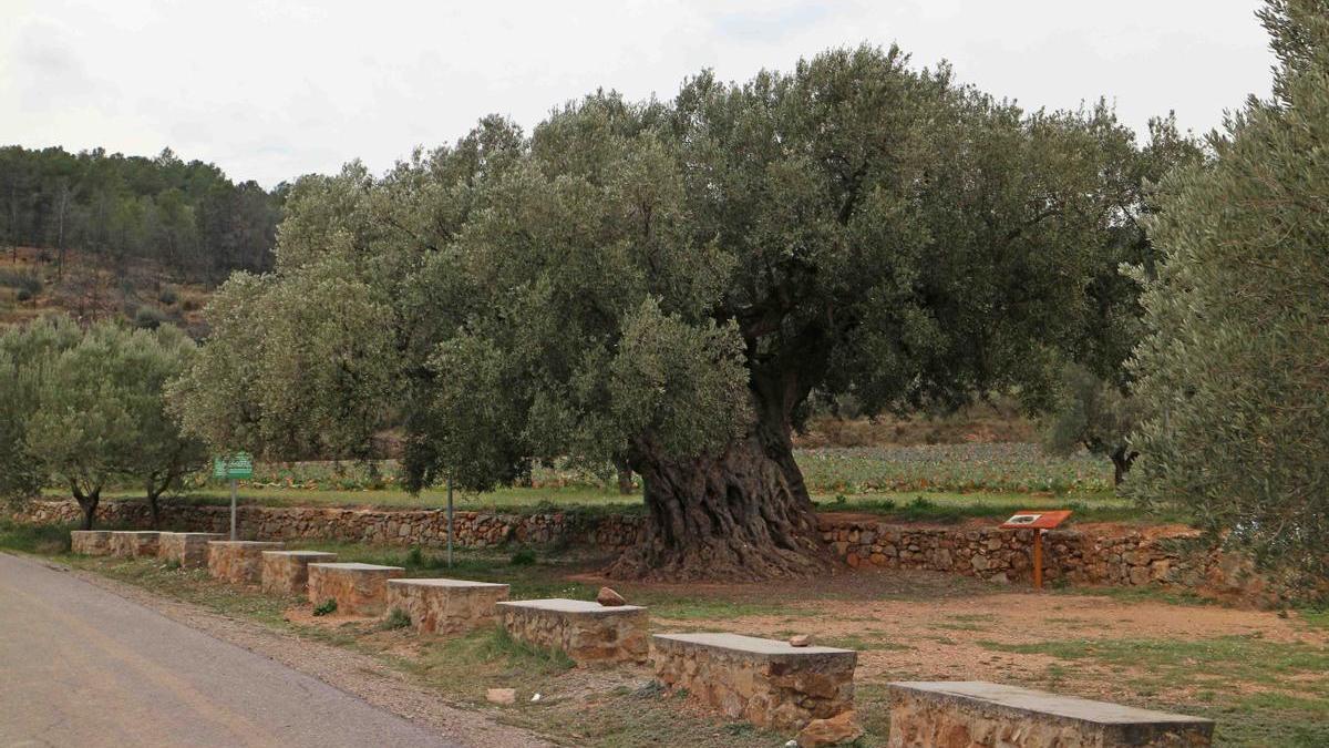 La Morruda es un olivo milenario de Segorbe de grandes dimensiones que tendrá unos 1.500 años de longevidad.