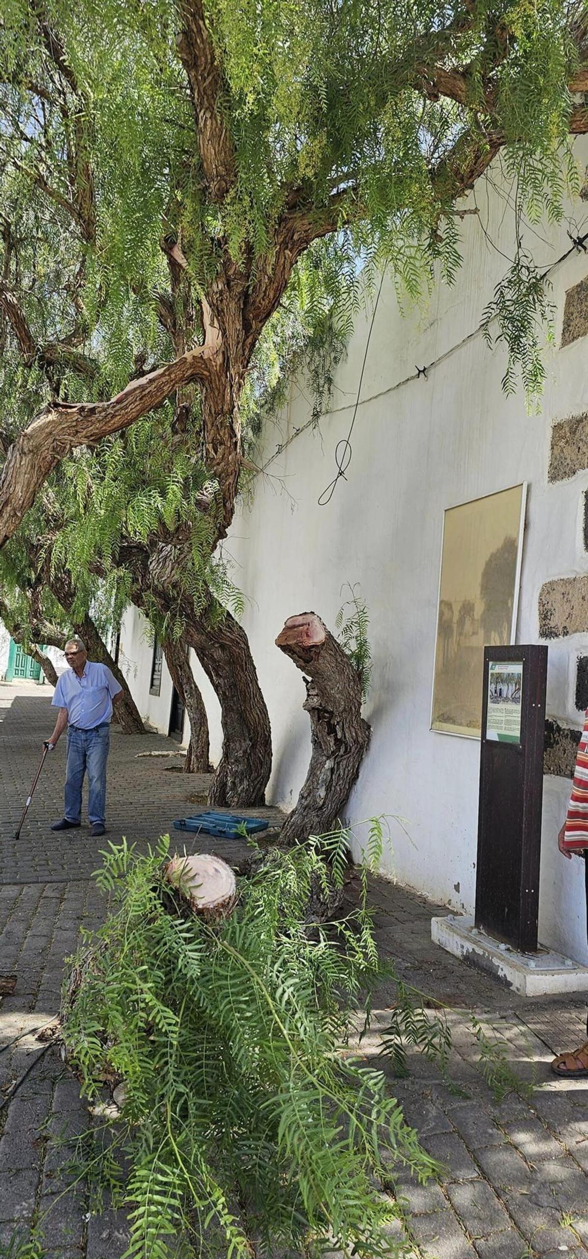 El especiero que se llevó por delante un camión de reparto en Teguise tuvo que ser talado