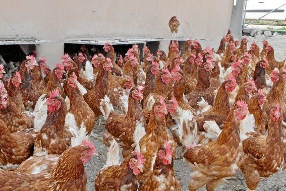 Sie sind für das Eierlegen gezüchtet, wissen, was sie zu tun haben, genießen den Auslauf - und schauen doch stets ängstlich gen Himmel. Zu Besuch bei 1.200 Hühnern in der Nähe von Marratxí.