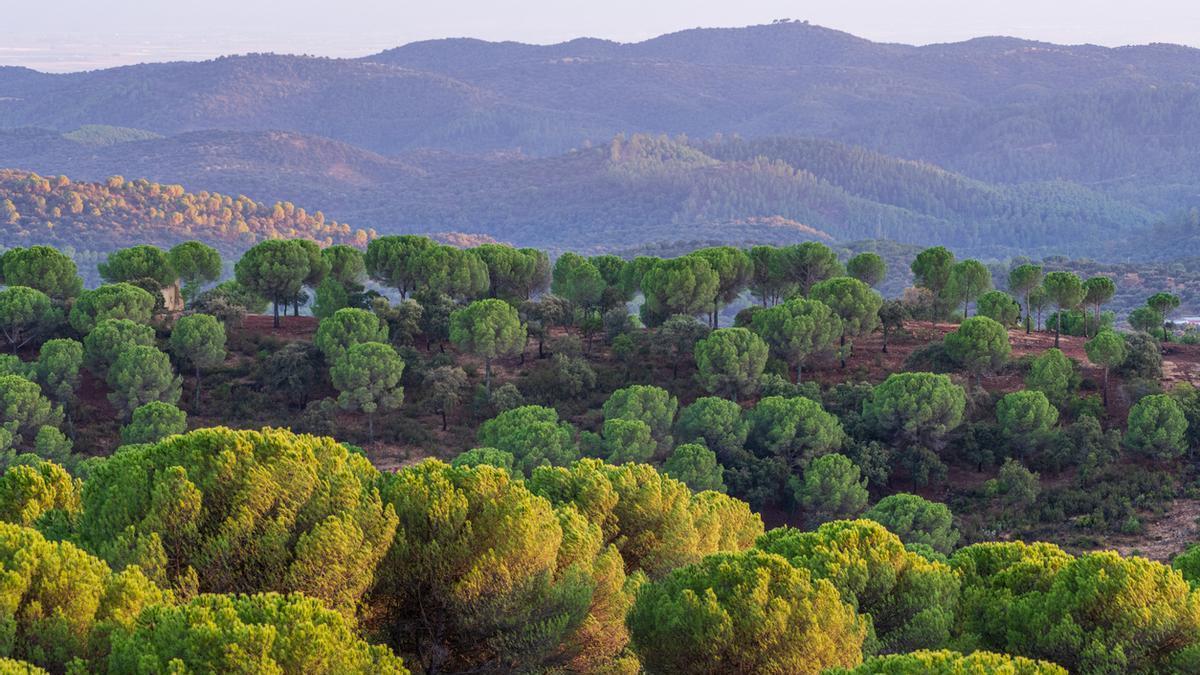 Vista panorámica de los bosques de pinos en Sierra Morena