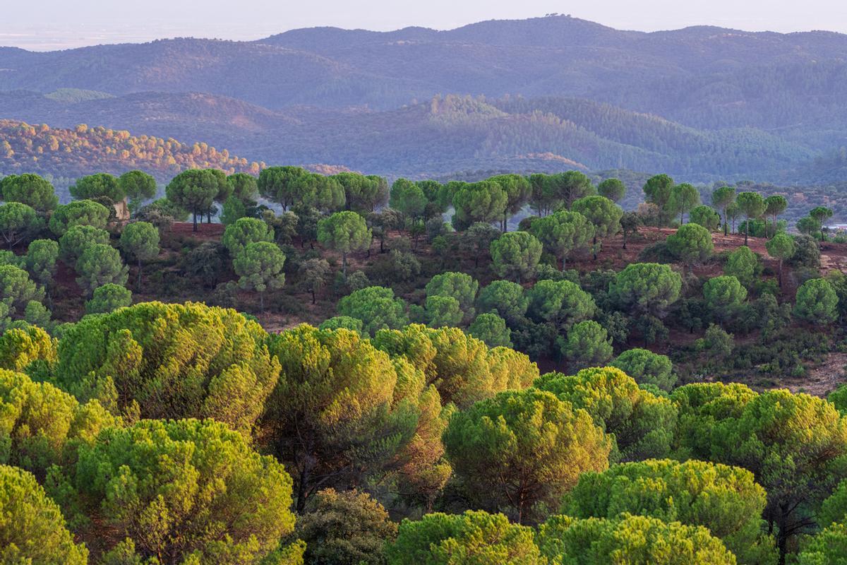 Vista panorámica de los bosques de pinos en Sierra Morena