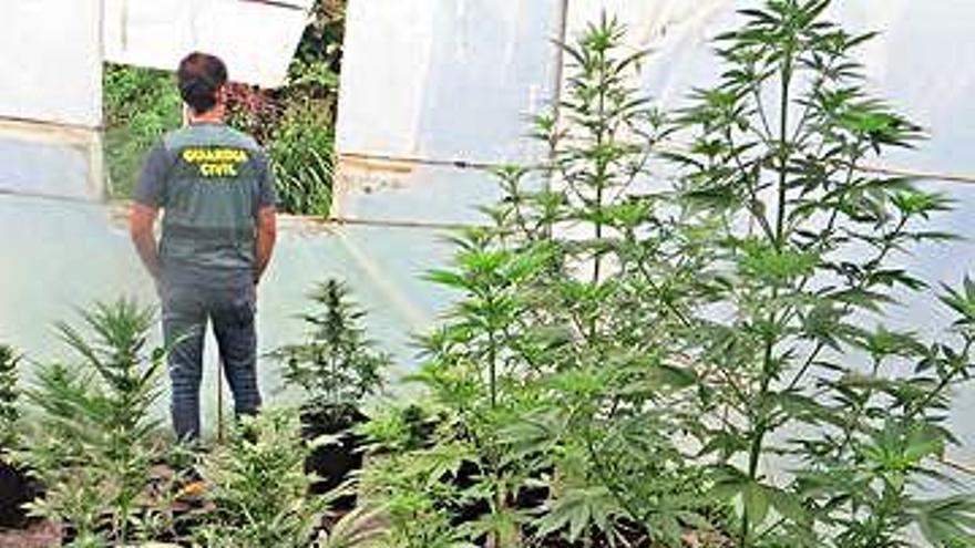 Cultivo de marihuana en Oleiros