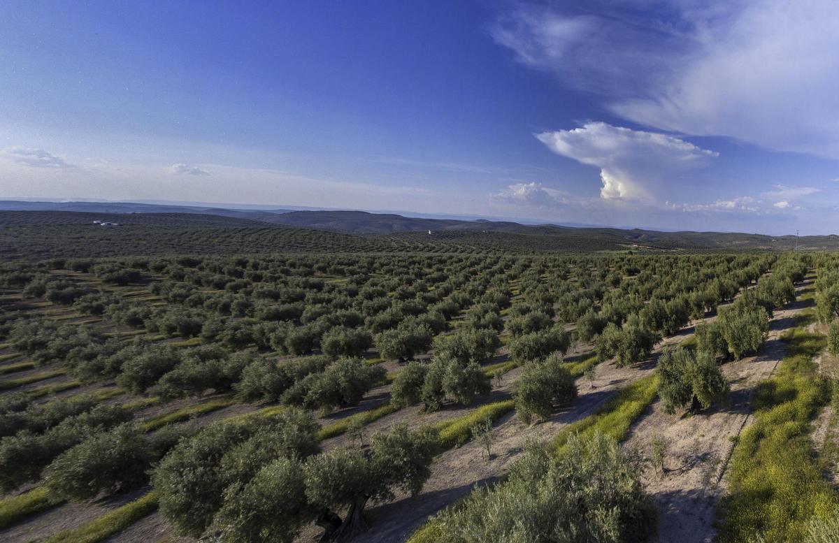 Campos de olivos en la ciudad andaluza de Jaén, conocida en el mundo por ser una de las principales regiones productoras de aceite.