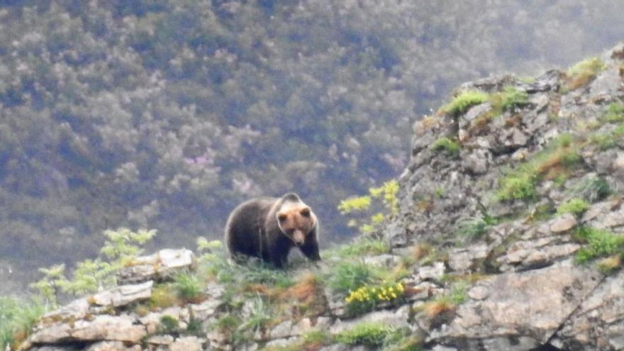 Un oso en Somiedo