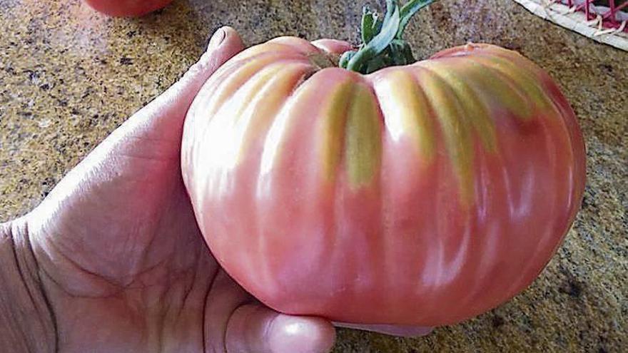 Las lechugas gigantes ya tienen tomate a la medida