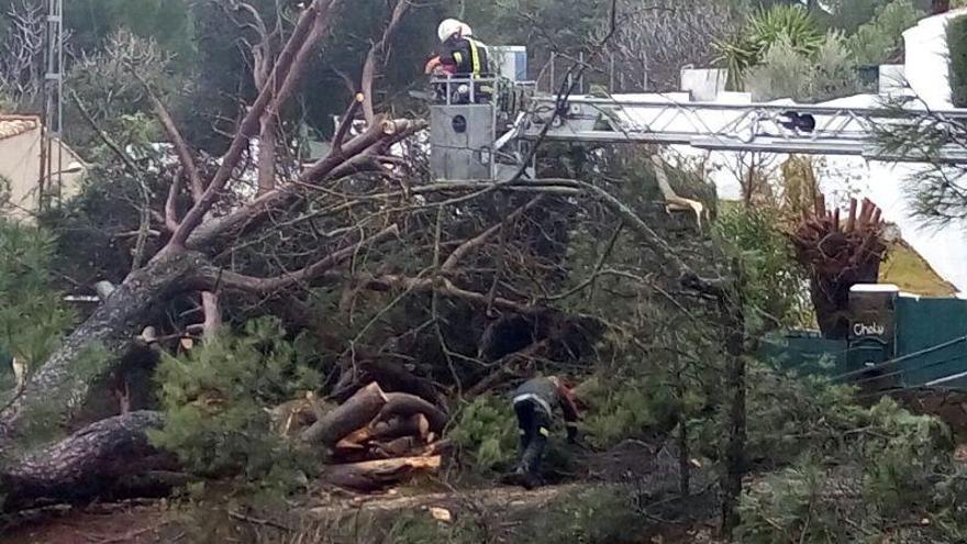 Cae un gran árbol en Cerro Muriano y daña varios postes del tendido eléctrico