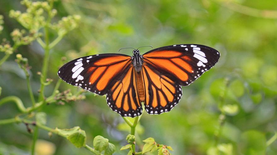 ¿Por qué son importantes las colecciones de mariposas de los museos para conservar las especies?