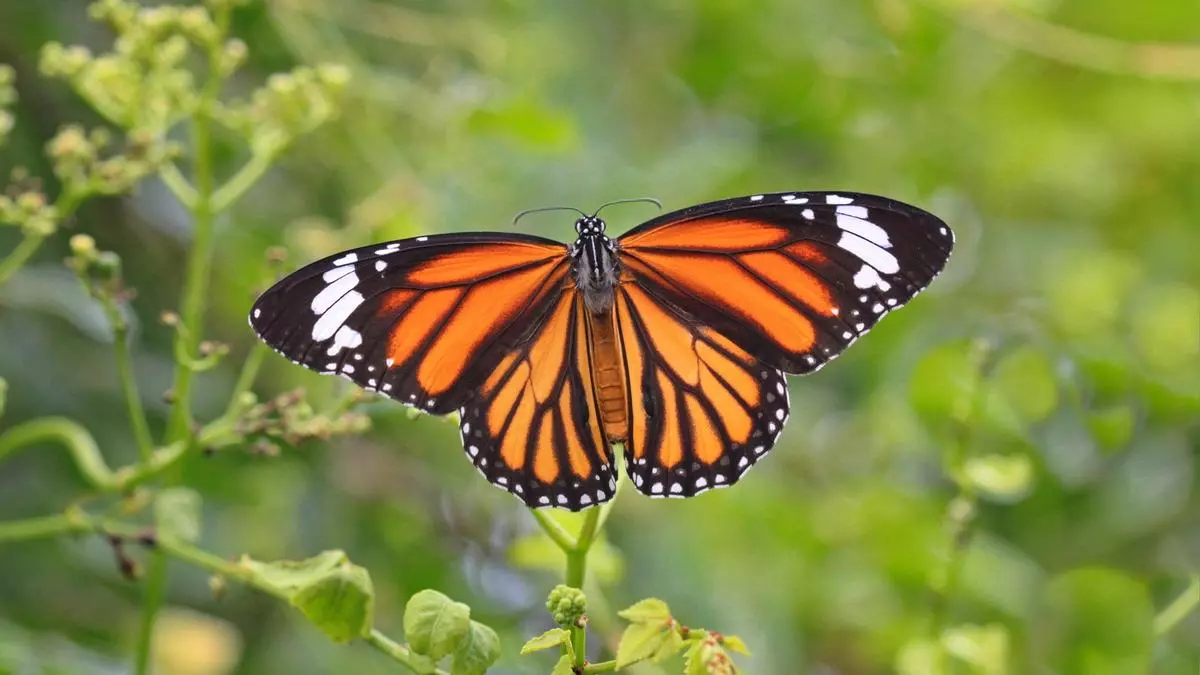 ¿Por qué son importantes las colecciones de mariposas de los museos para conservar las especies?