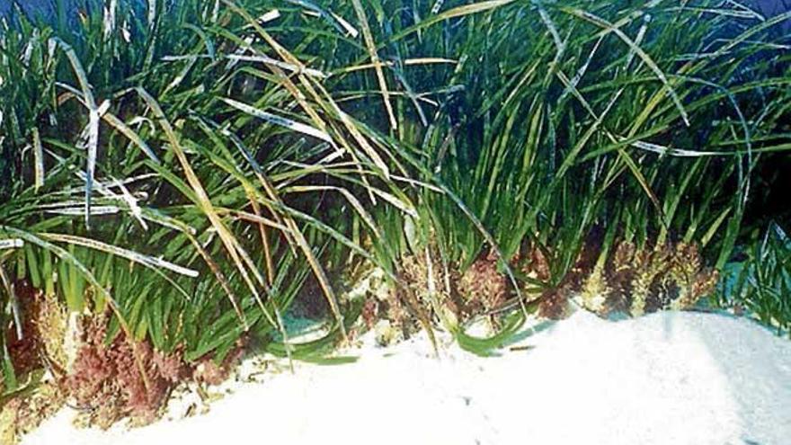 Pradera de posidonia.