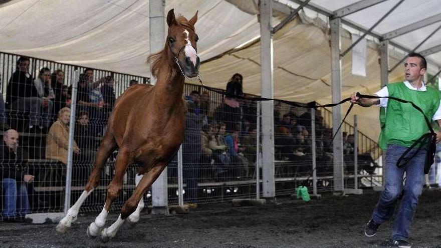 El público pudo disfrutar ayer de la belleza de los caballos de pura raza árabe.  // Bernabé / Javier Lalín