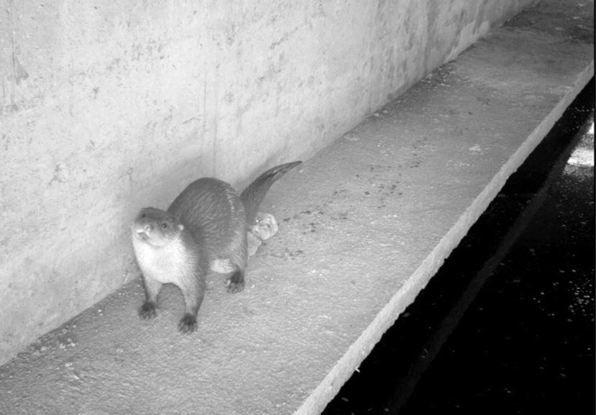 Lludriga en un pasde fauna Aiguamolls