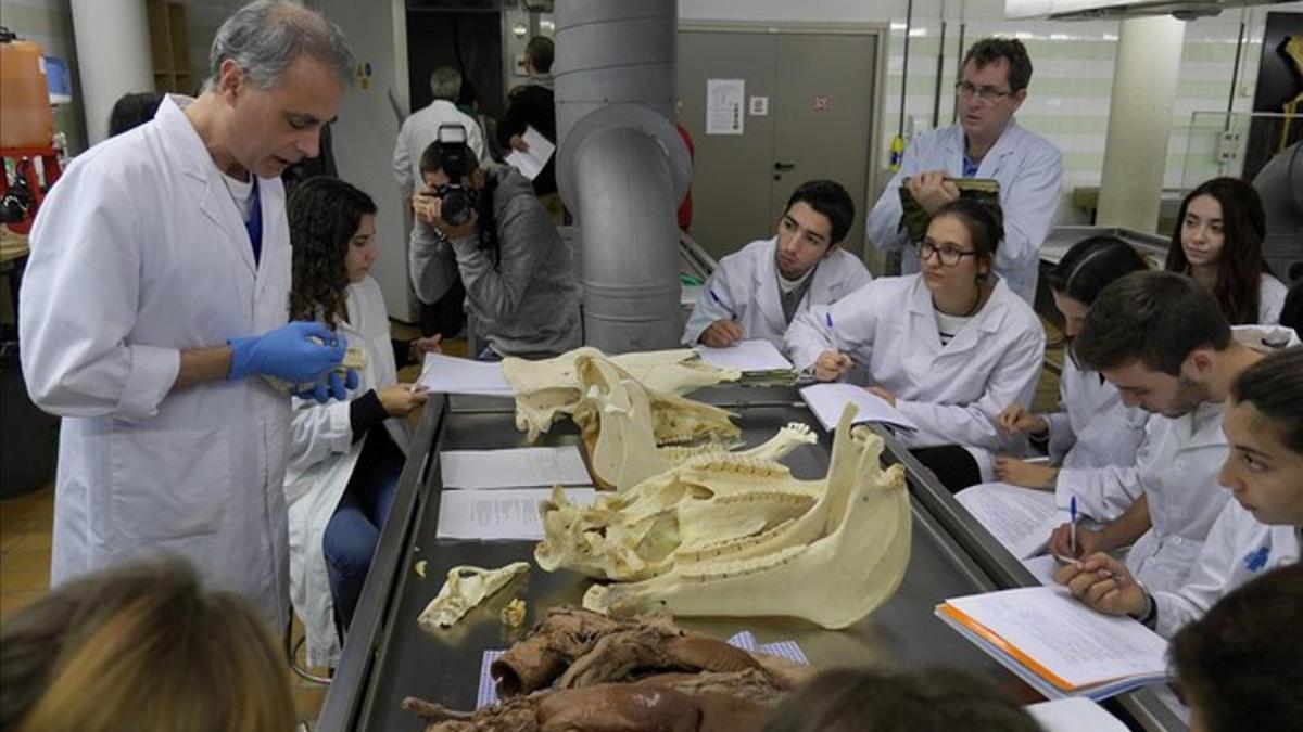 Prácticas de anatomía en la facultad de Veterinaria de la UAB