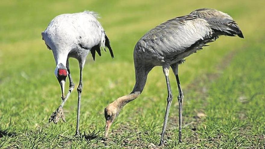 La laguna de Gallocanta ofrece dos visitas guiadas temáticas