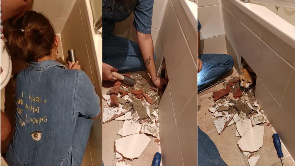 Destroza la pared del baño recién terminada porque los obreros dejaron a su gato dentro