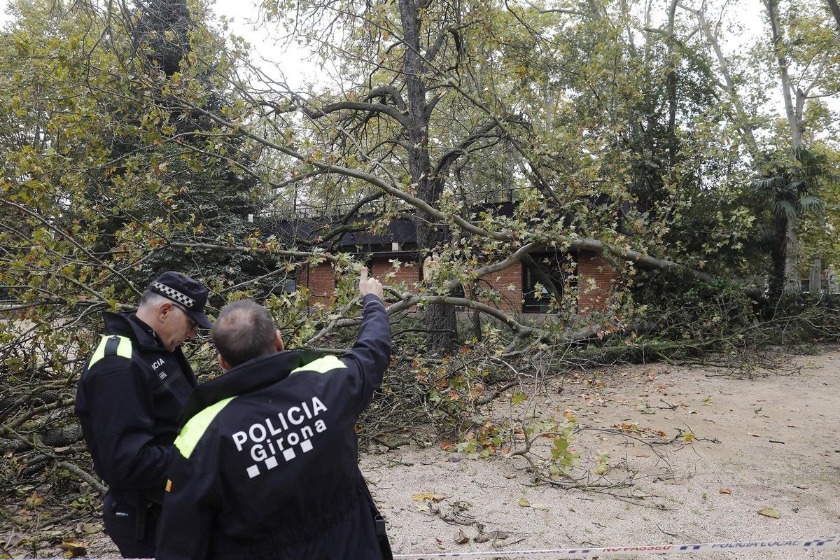 L'arbre que va caure el passat 8 de novembre.