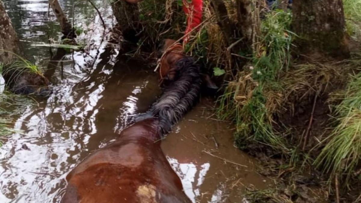 El animal se quedó atrapado sin poder salir.   | // PROTECCIÓN CIVIL